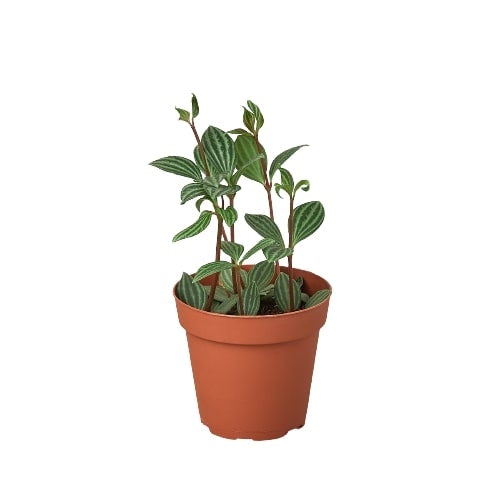 Peperomia 'Parallel' - 4" Pot - NURSERY POT ONLY