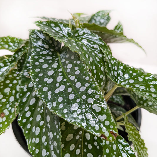Begonia 'White Ice'