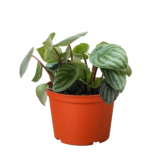 Peperomia Watermelon