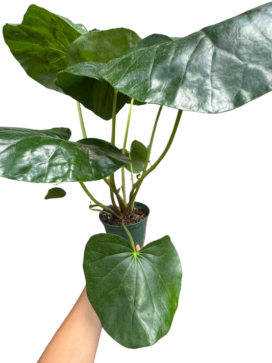 Farfugium japonicum