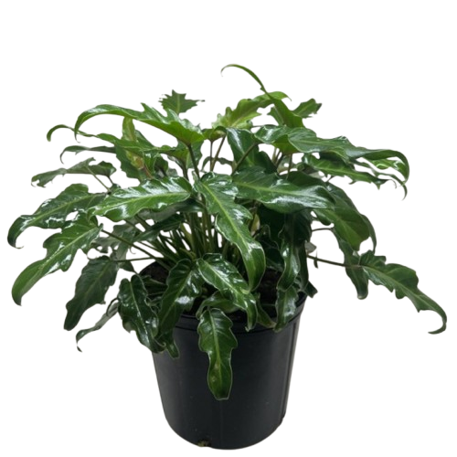 Philodendron Xanadu