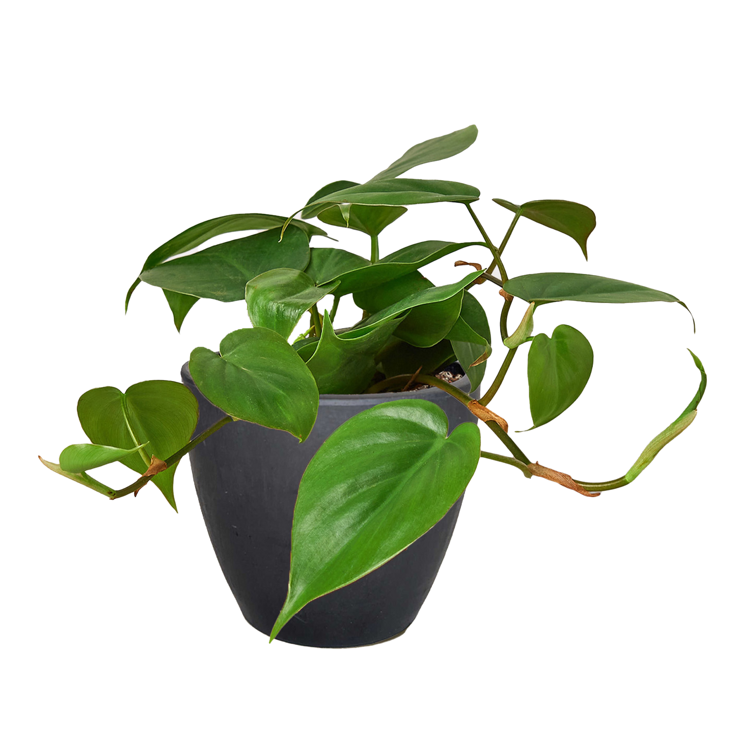 Philodendron Cordatum Heartleaf