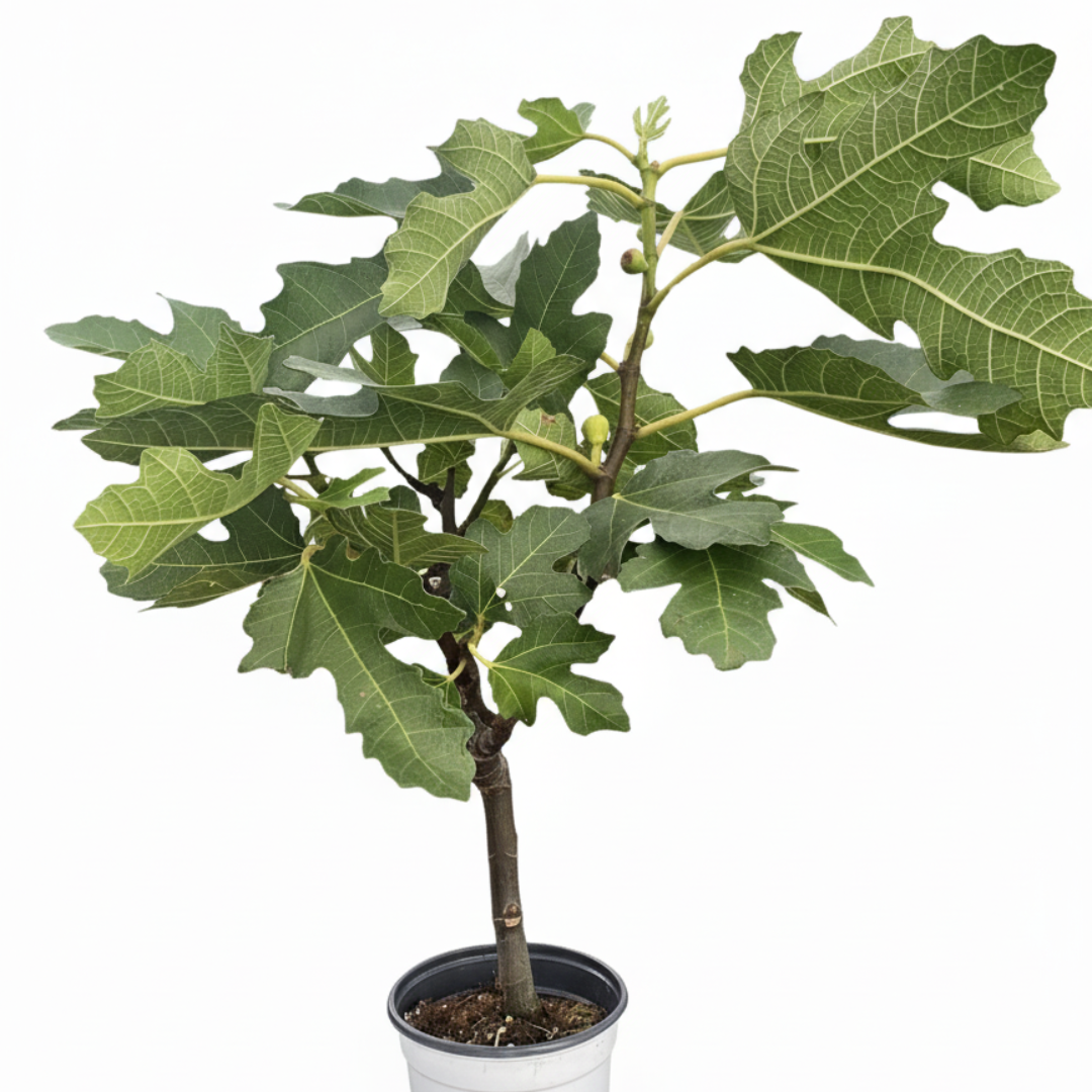 ED Fig