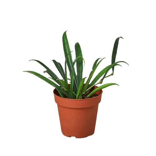 Hoya 'String Bean' - 4" Pot - NURSERY POT ONLY