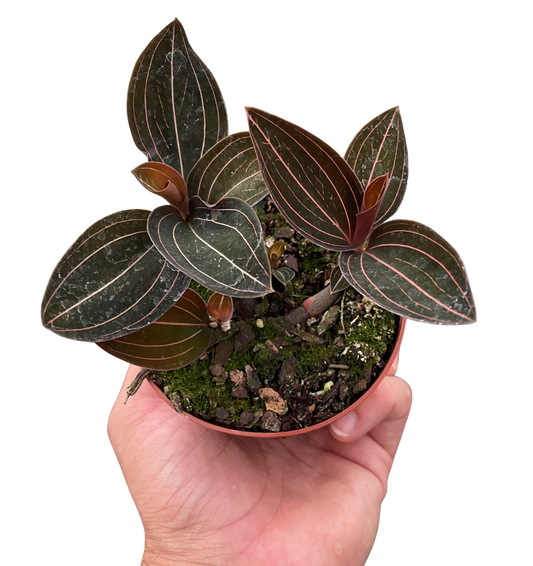 Ludisia Discolor