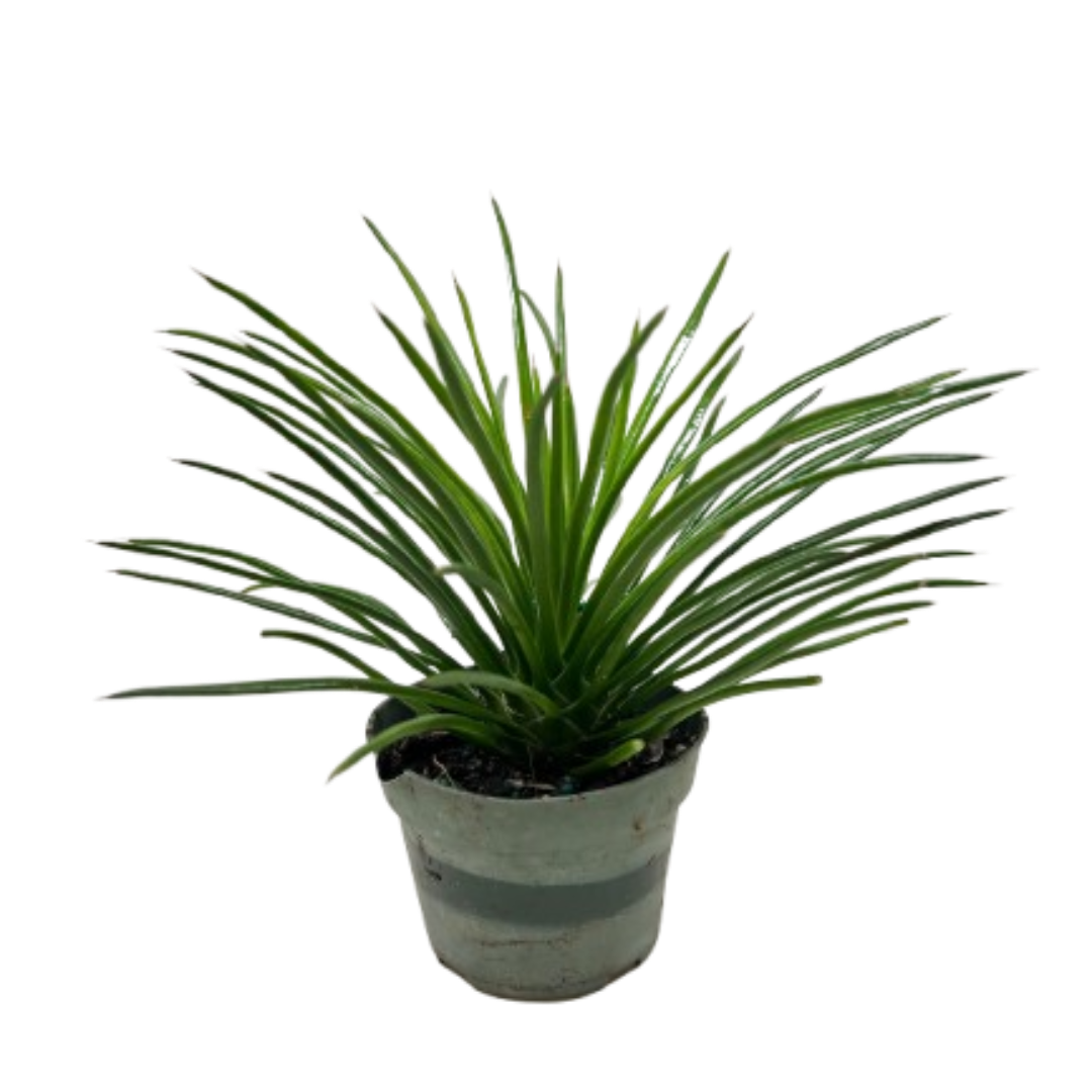 Succulent Agave Twin Flower