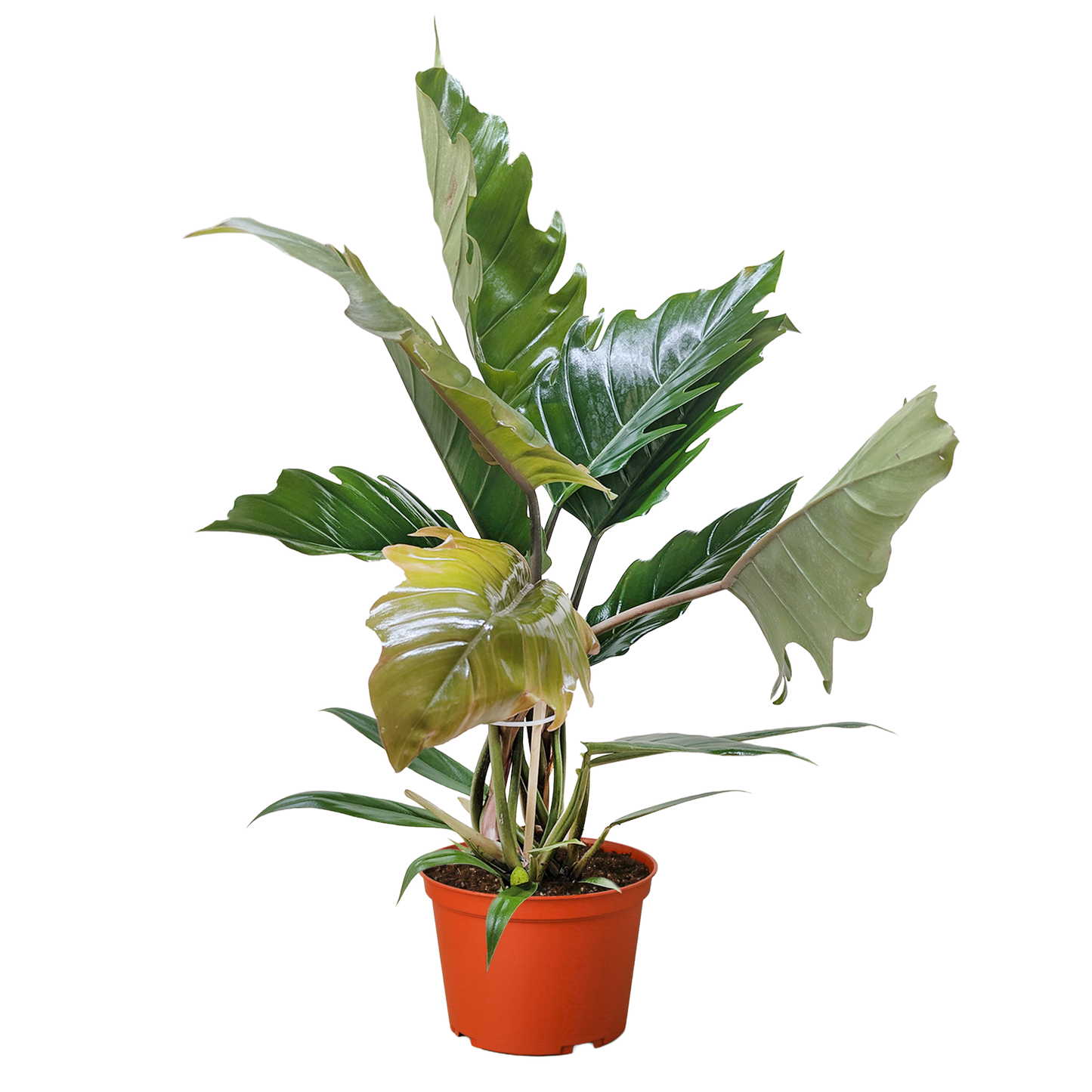 Philodendron Choco Empress