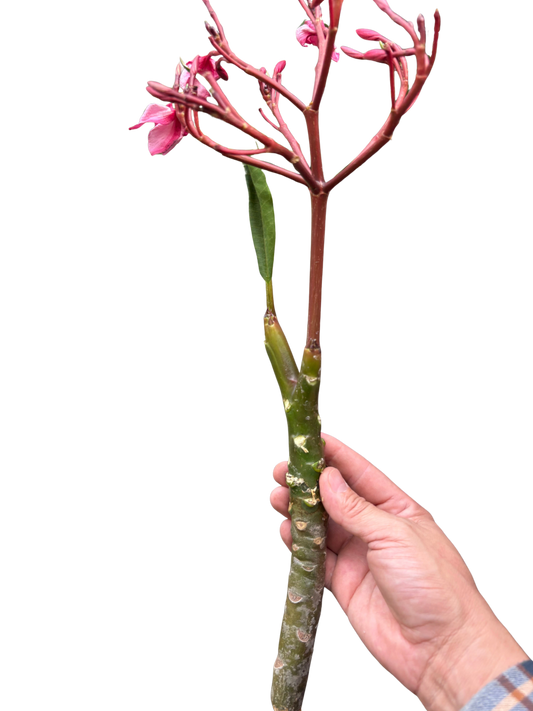 Plumeria Mex Pink Single