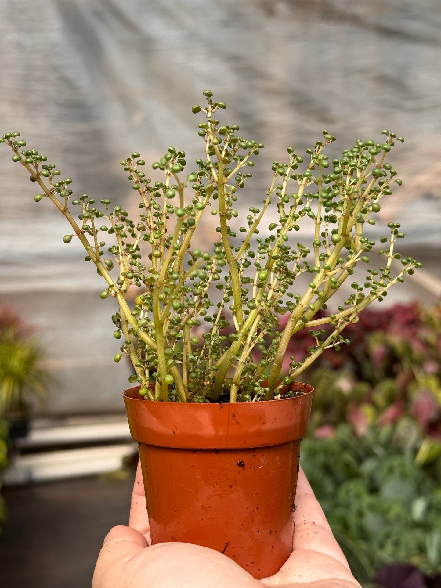 Pilea 'Globosa’