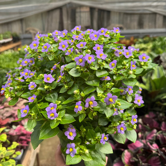 Exacum 'Persian Violet'