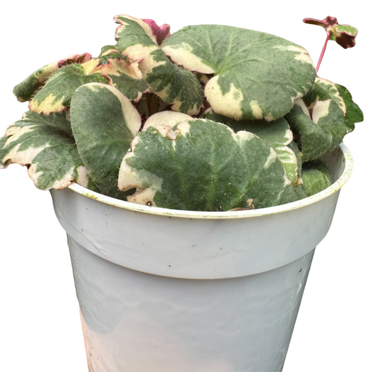 Saxifraga Tricolor