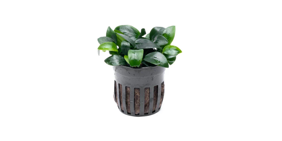 Anubias Nana Bonsai